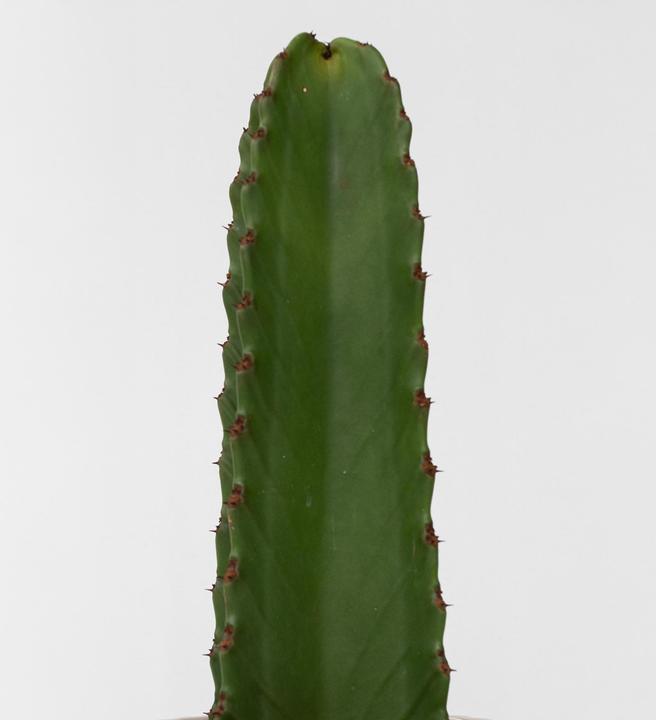 Actual product image Plant in a Box Euphorbia Ingens - Cowboy Cactus (85 cm)