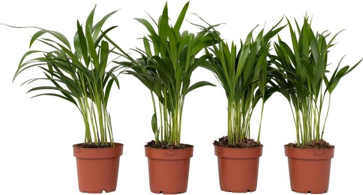 Image du produit Plant in a Box Dypsis Lutescens - Set de 4 palmiers à fruits d'or Areca (30 cm)