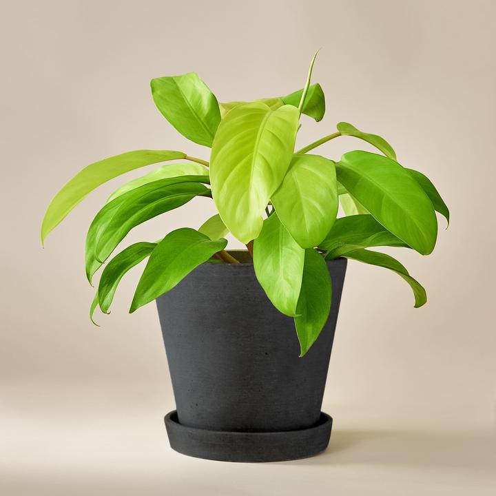 Produktbild Mary and Plants Lemon Ron (35 cm)