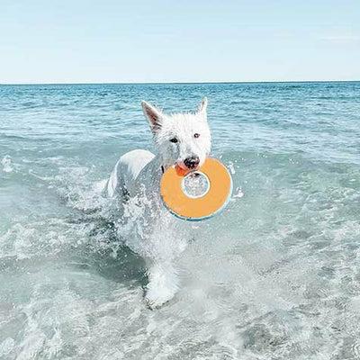 Produktbild Chuckit! Frisbeering Chuckit assortiert (Wurfspielzeug Hund)