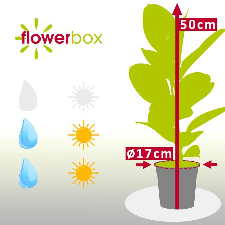 Produktbild Flowerbox Gummibaum - Ficus elastica "Robusta" (50 cm)