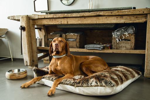 Actual product image Designed by Lotte Virante (M, L, Dog, Walks)
