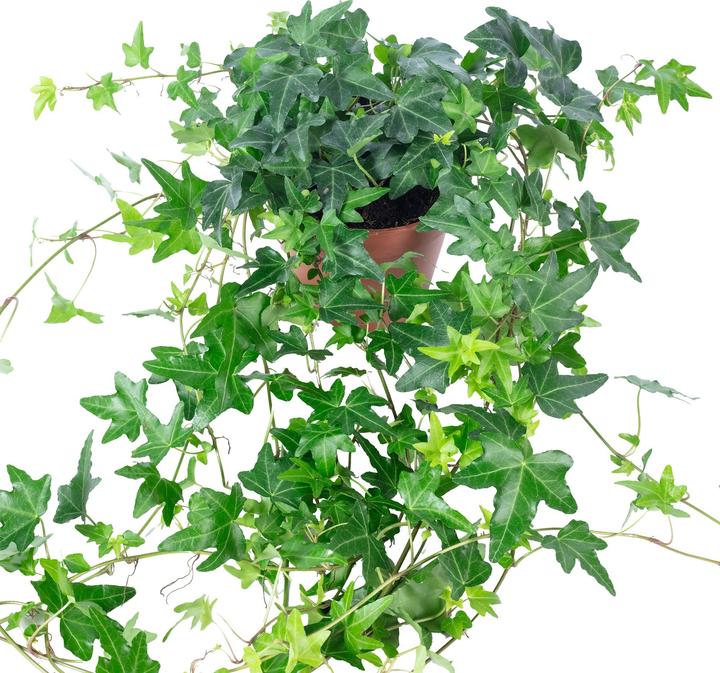 Immagine prodotto Flowerbox Gemeiner Efeu- Hedera helix (20 cm)