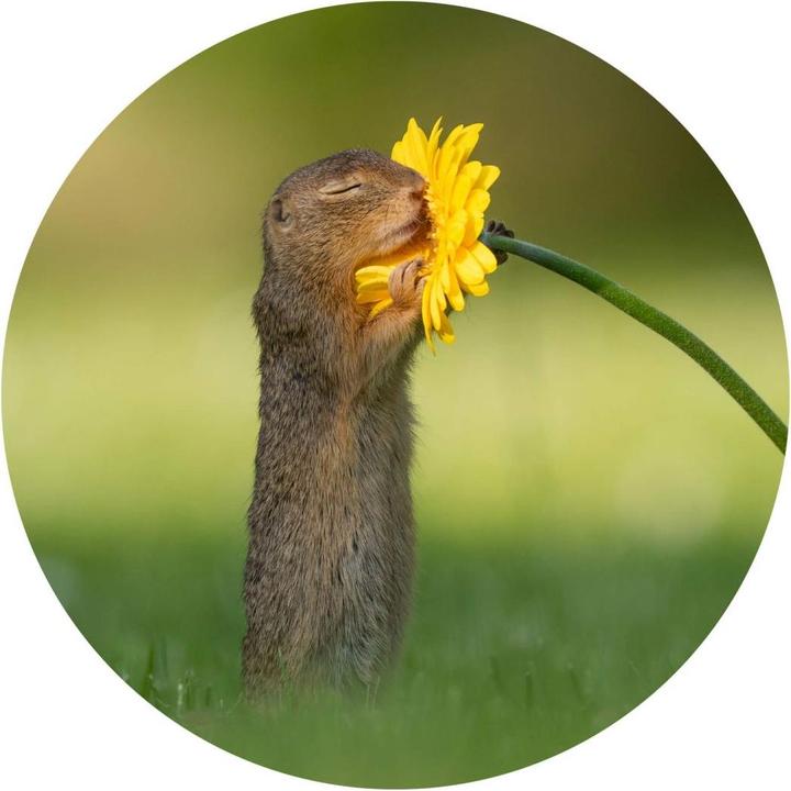Immagine prodotto Trenddeko van Duijn - Gopher odora di fiori (Ø 30 cm)