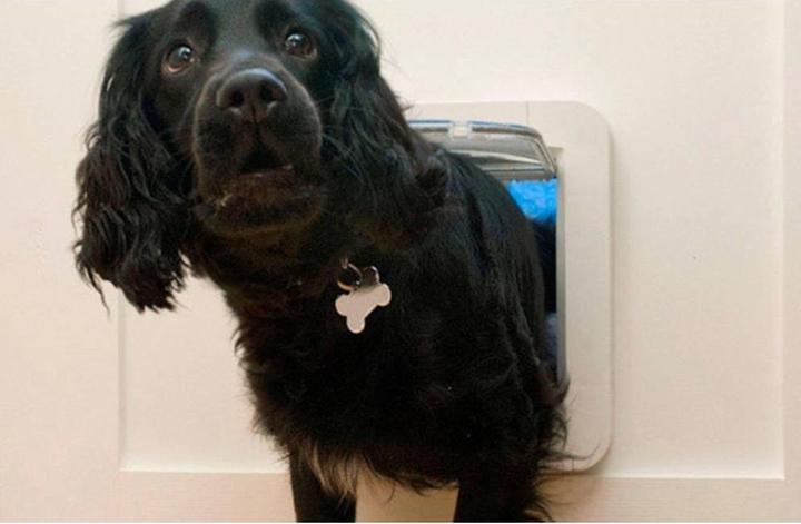 Immagine prodotto SureFlap Porta per gatti XXL (Zampa per gatti con microchip)