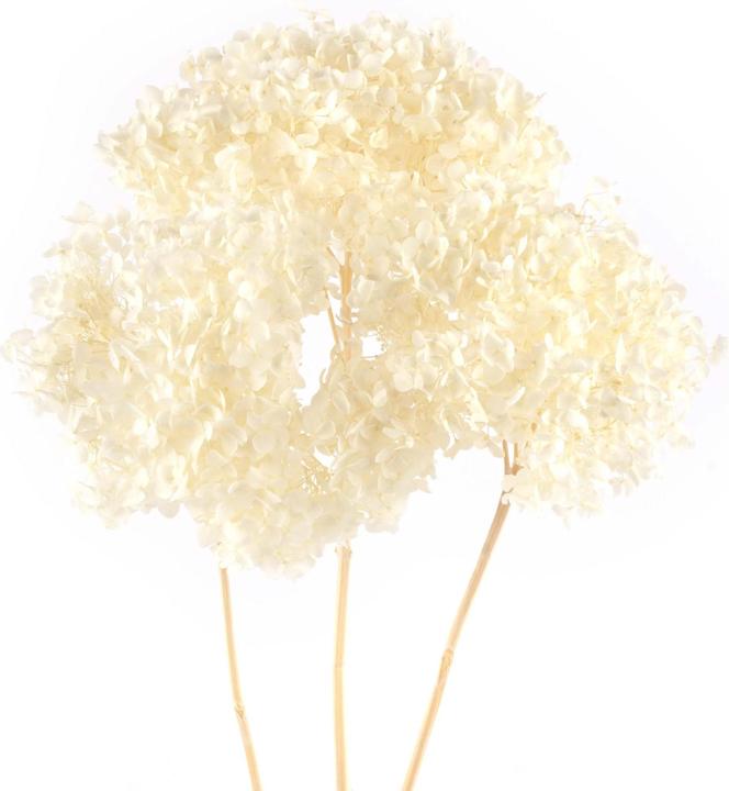 Produktbild Geschenkkörbe CH Hortensie Trockenblumen weiss, 3 Stk. (Trockenblumen)