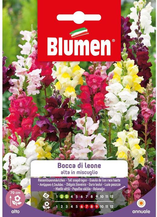 Actual product image Blumen Giant snapdragon seed mix (Flower seeds)