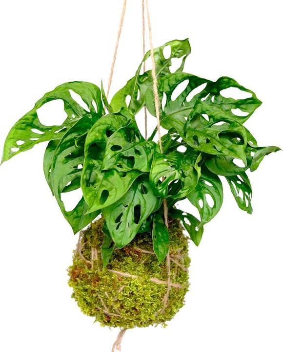 Immagine prodotto VEG and the City Kokedama "Foglia di scimmia