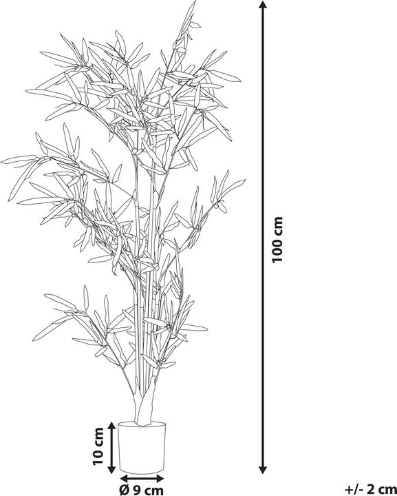 Immagine prodotto Beliani Bambusa Vulgaris (100 cm)