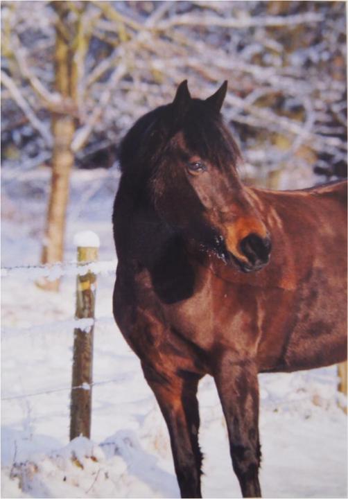 Image du produit Kevin Milner - Carte de Noël BAY HORSE IN THE SNOW (1 x)