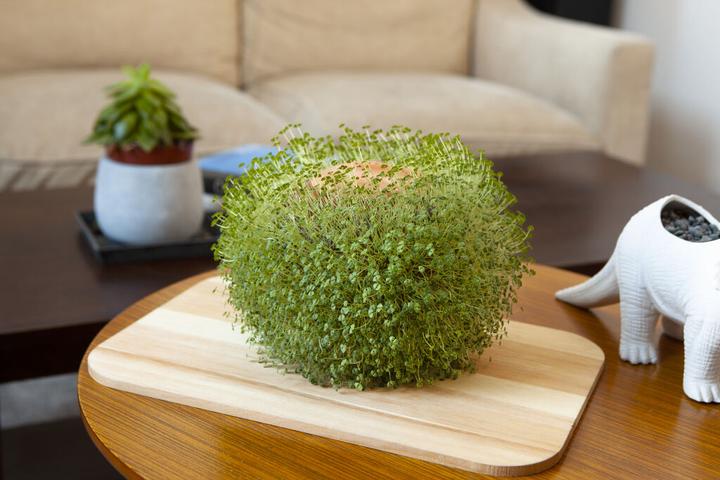 Immagine prodotto Kikkerland Green Orb (15 cm)