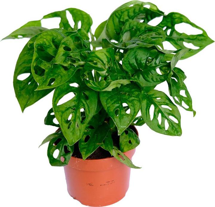 Actual product image VEG and the City Jaco (Schiefes Fensterblatt - Monstera adansonii 'Monkey Leaf') (20 cm)