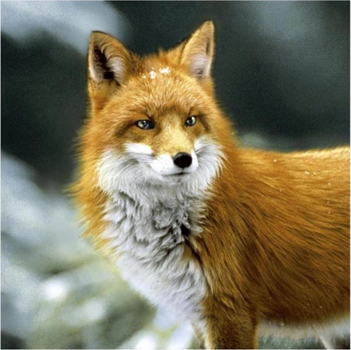 Immagine prodotto Paper + Design Tovaglioli di carta Forest Fox 33 cm x 33 cm, 20 pezzi (20 x, 33 cm x 33 cm)