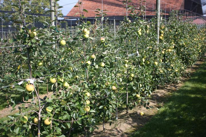 Produktbild Lubera Apfel Bionda Bella