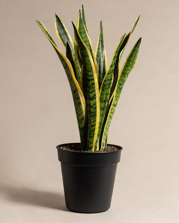 Actual product image feey Big mother-in-law's tongue (85 cm, Freshly repotted)
