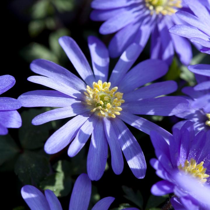 Produktbild Plant in a Box Anemone coronaria 'Blue Shades' - 45er-Set (10 cm)