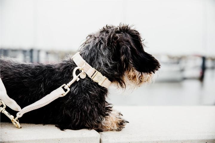 Produktbild Kentucky Dogwear Hundeleine Wool 200 cm (Hund, Hundesport)