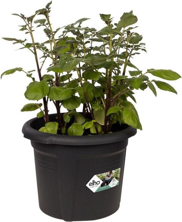 Produktbild Elho Green Basics (33 cm)