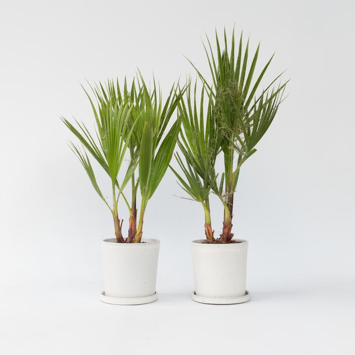 Actual product image Plant in a Box Washingtonia Robusta - Set of 2 Mexican fan palm (50 cm)