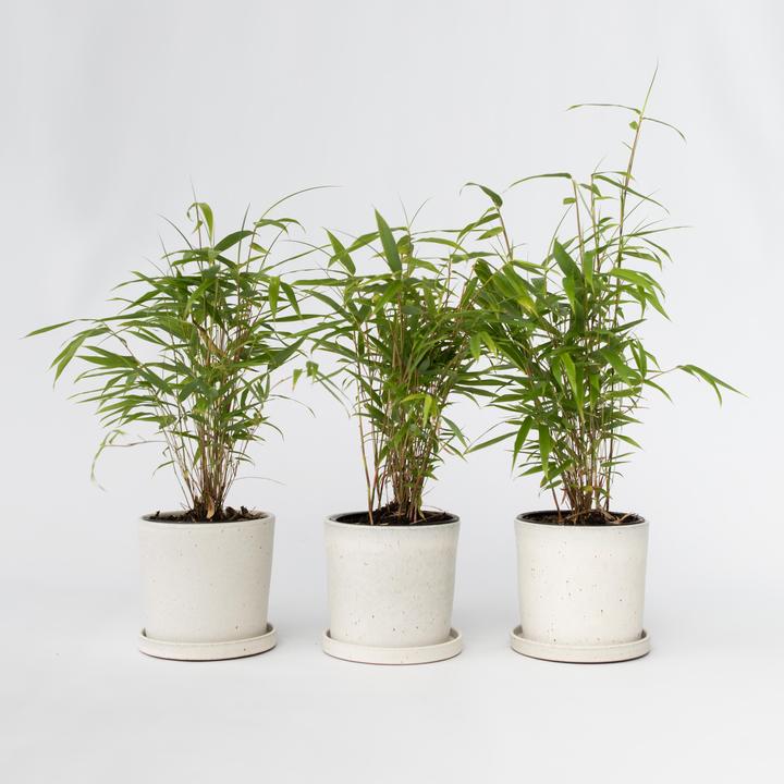 Actual product image Plant in a Box Fargesia papyrifera 'Grex' - Set of 6 Blue Bamboo (30 cm)