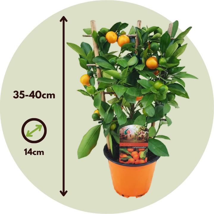 Produktbild Plant in a Box Citrus microcarpa Calamondin - (35 cm)