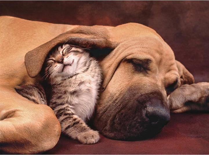 Produktbild Clementoni Hund & Katze (500 Teile)