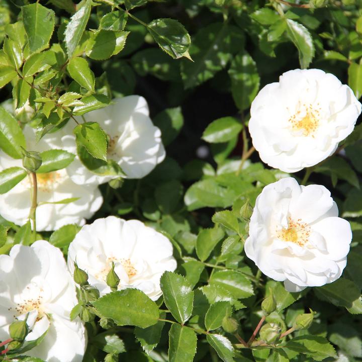 Produktbild Zulauf Hochstammrose / Rosa (BD) 'Schneeflocke'® (150 cm)