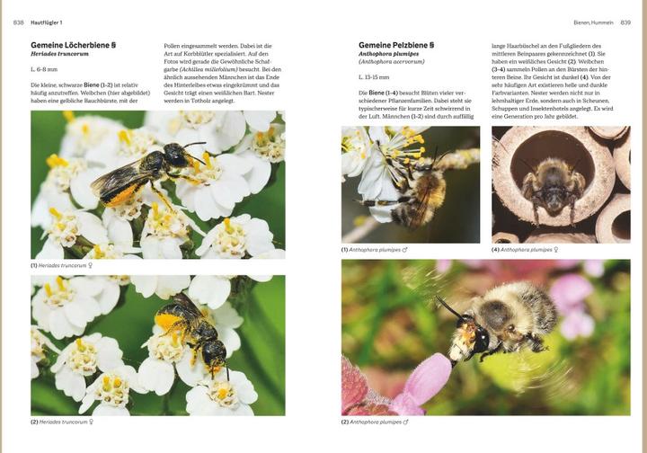 Immagine prodotto Das grosse Handbuch Insekten (Tedesco, Ewald Gerhardt, 2021)