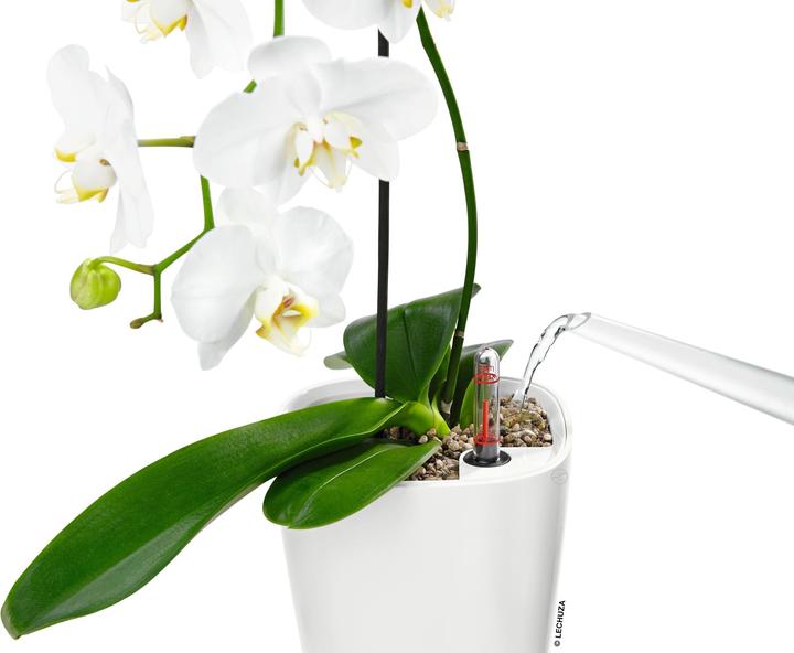 Produktbild Lechuza Deltini (15 cm)