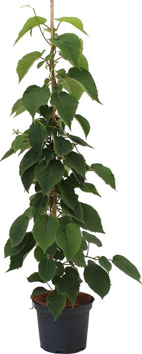 Actual product image Zulauf Berry kiwi (100 cm)