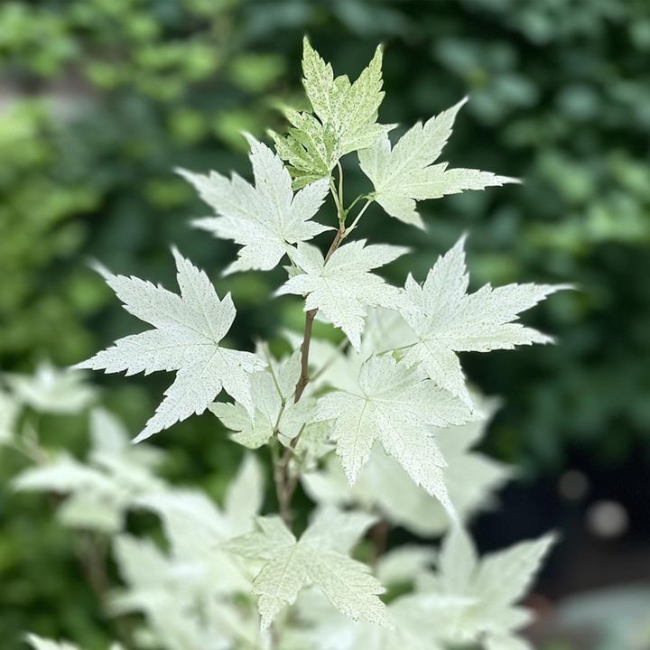Produktbild Plant in a Box Acer palmatum 'Ukigumo' - Japanischer Ahorn (50 cm)