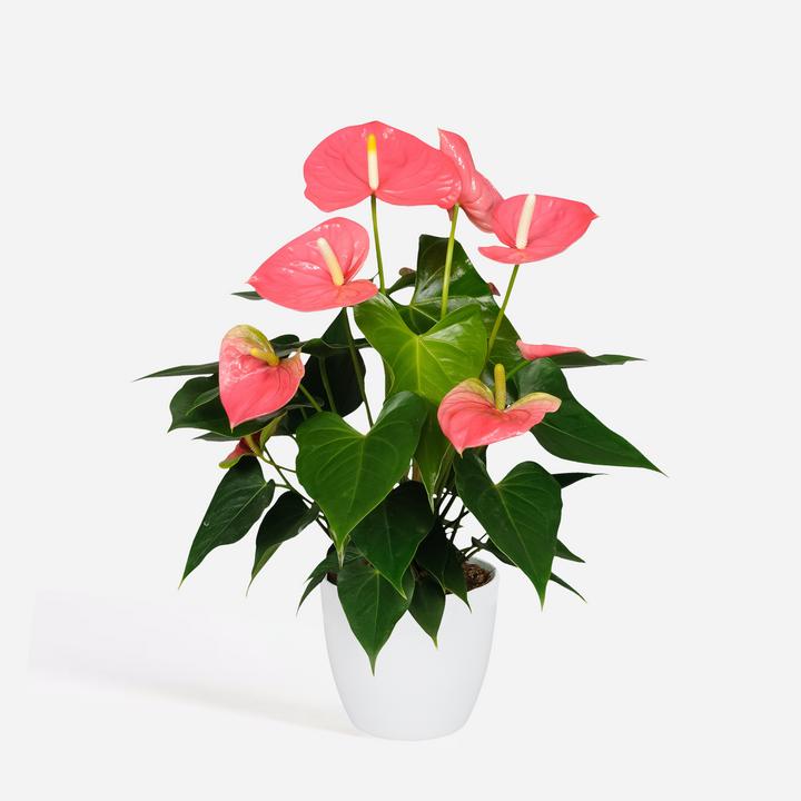 Actual product image Plant in a Box Anthurium 'Colorado Pink" - (40 cm)
