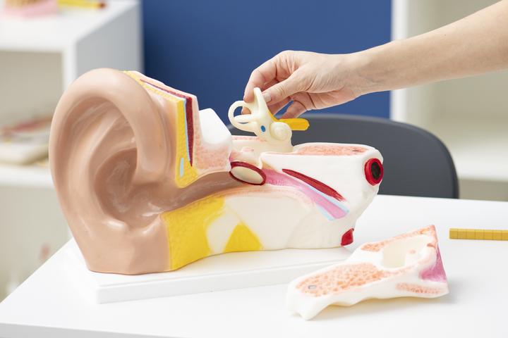 Image du produit Betzold Modèle d'oreille
