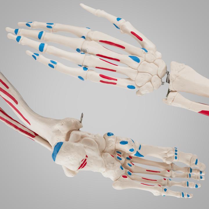 Actual product image tectake Anatomy skeleton