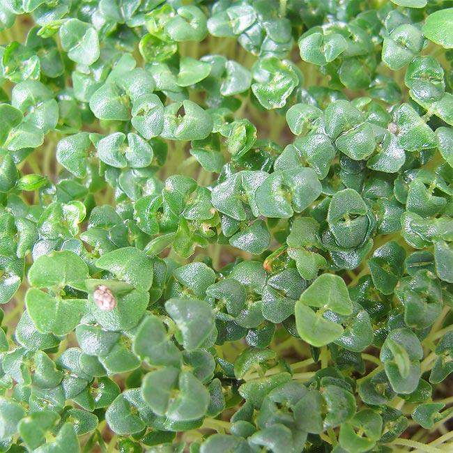Image du produit Eschenfelder Chia Graines germées bio (Germes)