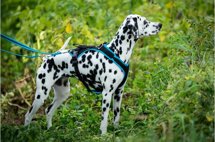 Produktbild Grossenbacher Geschirr Vary XS Orange (XS, Hund, Allgemein)