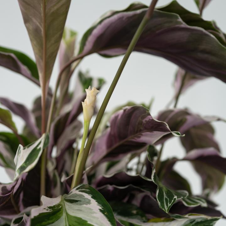 Image du produit Plant in a Box Calathea Lietzei "White Fusion" - Maranthe en osier (30 cm)