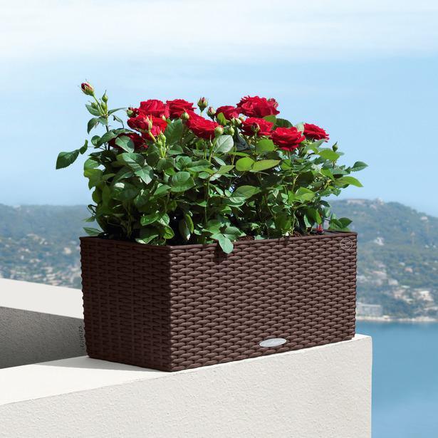 Produktbild Lechuza Balconera Cottage (19 cm)