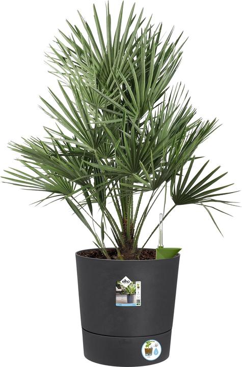 Image du produit Elho Blumenschale (43 cm)