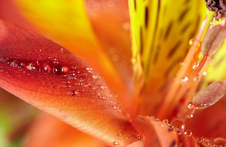 Image du produit Samyang 100mm f/2.8 ED UMC Macro - Canon EF (Canon EF, Canon EF-S, Plein format)