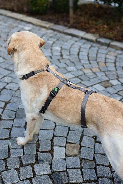 Immagine prodotto Kerbl Imbracatura antipanico Miami, grigia, 15 mm, 38-52 cm (S, Cane, Generale, Passeggiare)