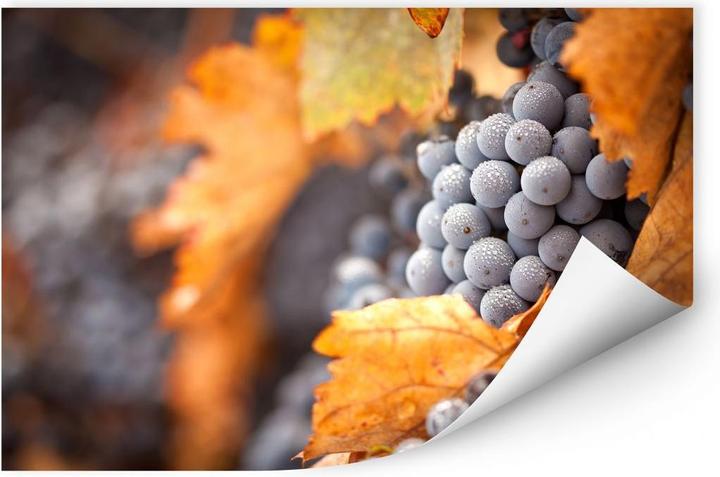 Produktbild Trenddeko Wein im Herbst (150 x 100 cm)