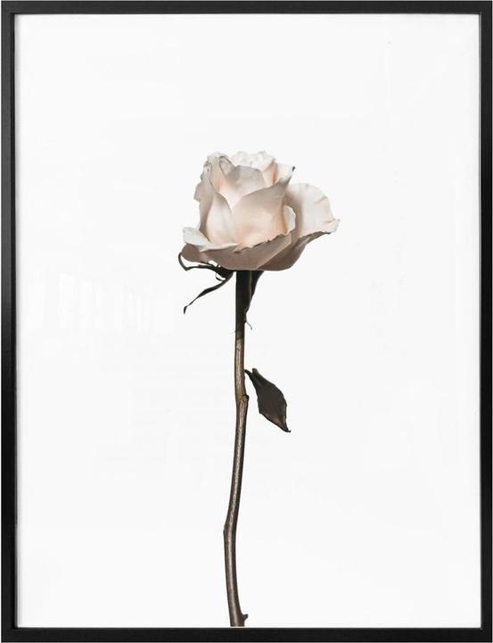 Actual product image Trenddeko The white rose (40 x 50 cm)