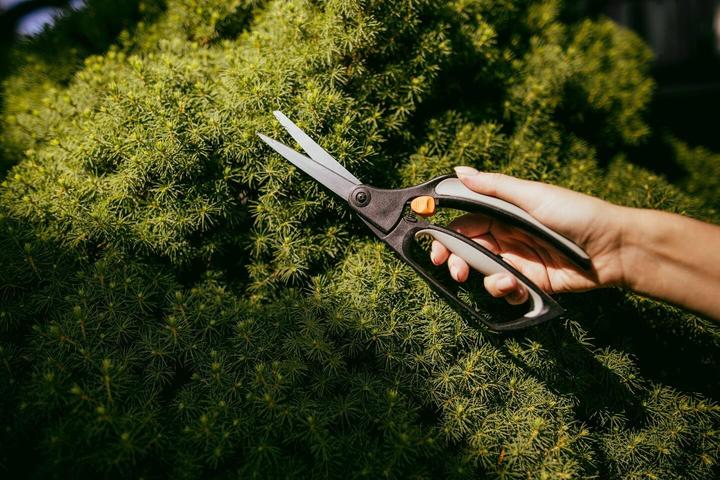 Image du produit Fiskars Buchsbaumschere S50