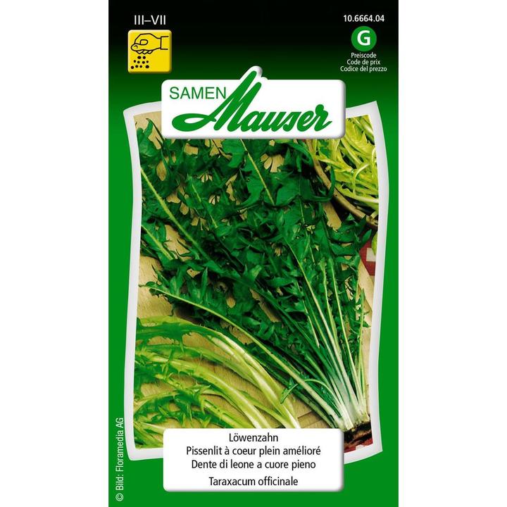 Produktbild Samen Mauser Löwenzahn (Gemüsesamen)