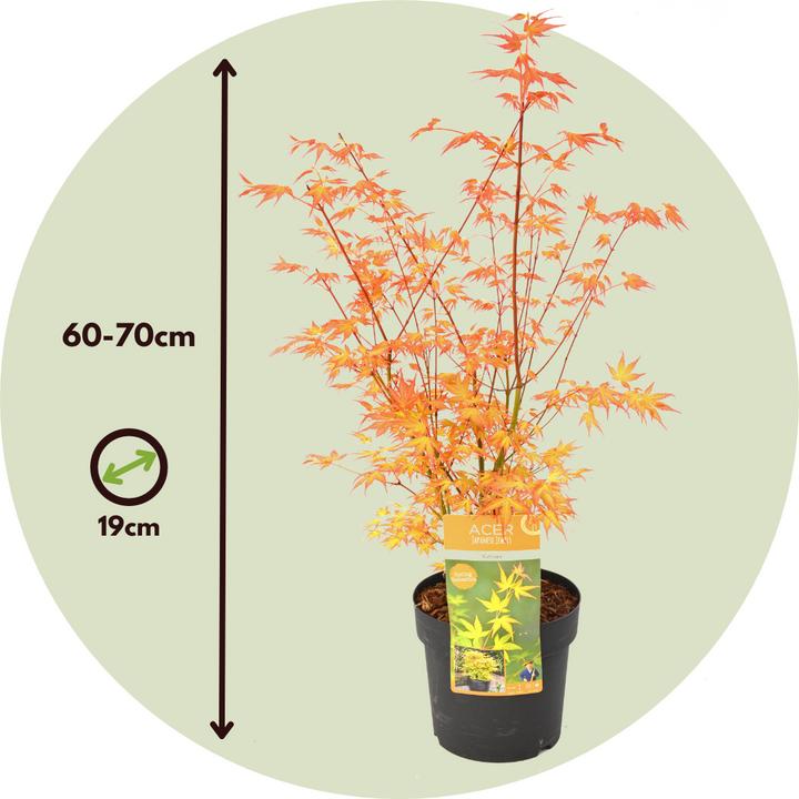 Image du produit Plant in a Box Acer palmatum 'Katsura' - Érable du Japon (70 cm)