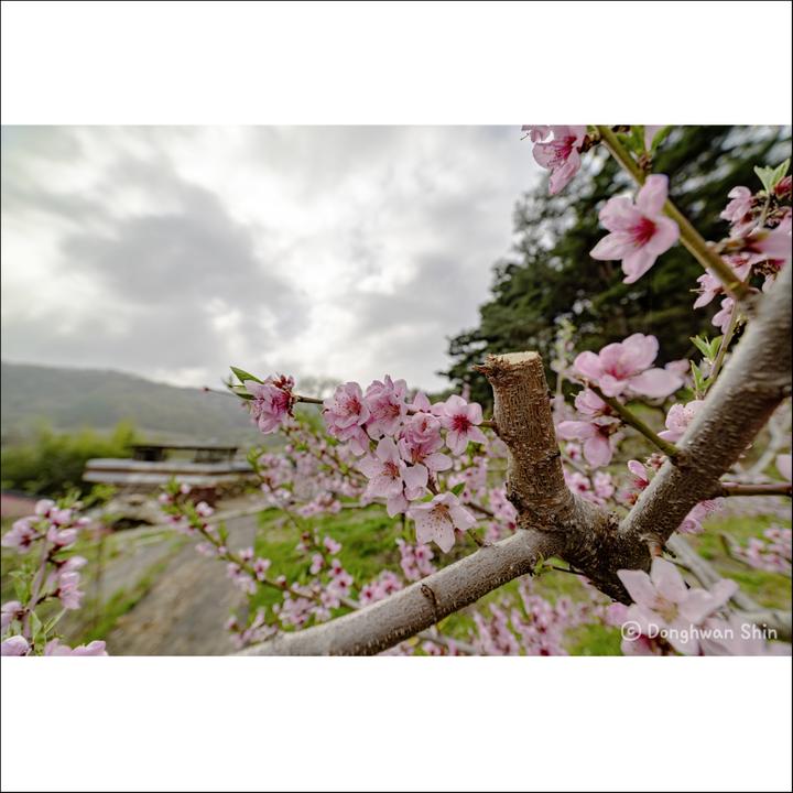 Produktbild Samyang MF 2,8/14 MK2 Fuji X (Fujifilm X, Vollformat)