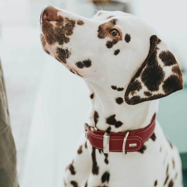 Image du produit Hunter Collier Aalborg Special (40, 41, 42, 43, 44, 45, 46, 47, 48, Chien, Sport canin)