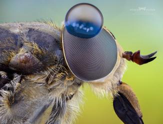 Actual product image Laowa 50mm f/ 2.8 2X Apo MFT (Micro Four Thirds, Micro Four Thirds)