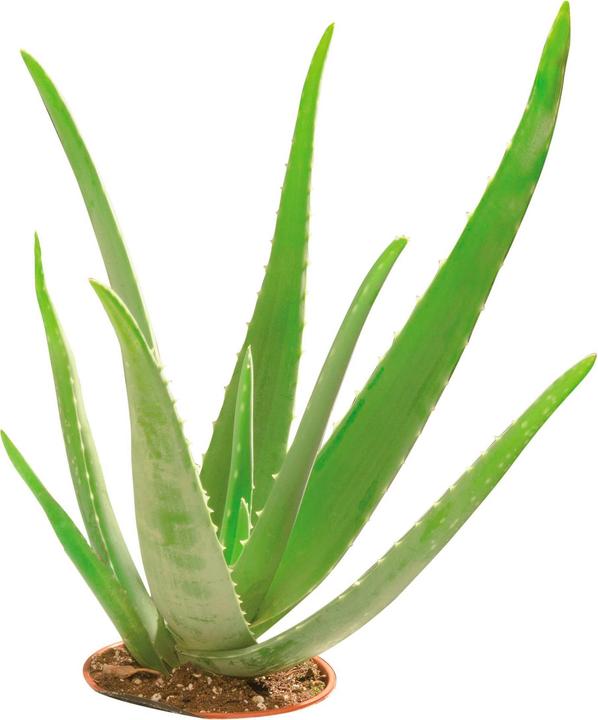 Immagine prodotto Glorex Sapone alla glicerina eco con Aloe Vera